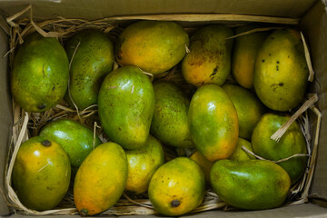 Mango Pulp & Fresh Mangoes